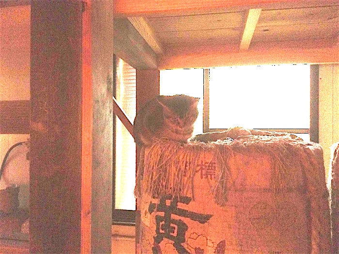 大杉神社の猫、その２